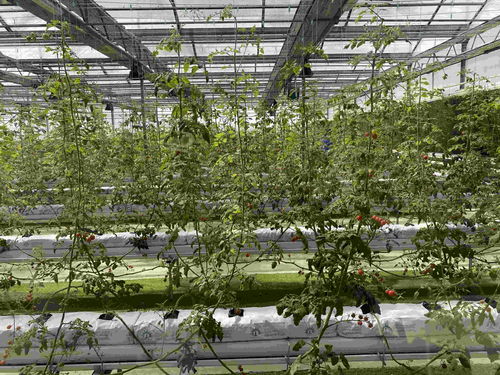 在北大荒，農(nóng)產(chǎn)品有“絕活兒”——種植技術(shù)開(kāi)發(fā)引領(lǐng)高質(zhì)量發(fā)展