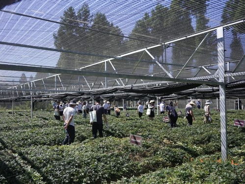 國藥太極賦能黃連產業 科技創新引領種植技術突破與高質量發展