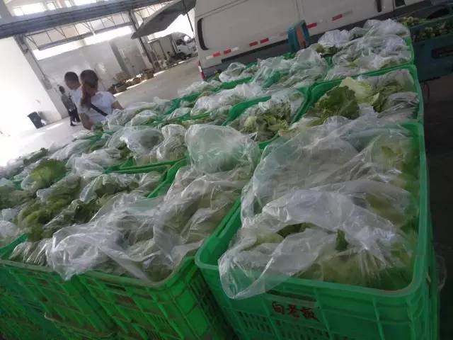 信譽(yù)得人心，品質(zhì)促發(fā)展 從蔬菜商戶(hù)白金的發(fā)展看靜海區(qū)海吉星農(nóng)產(chǎn)品物流園的崛起